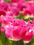 Tulip_s.jpg