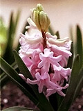 hyacinth_s.jpg